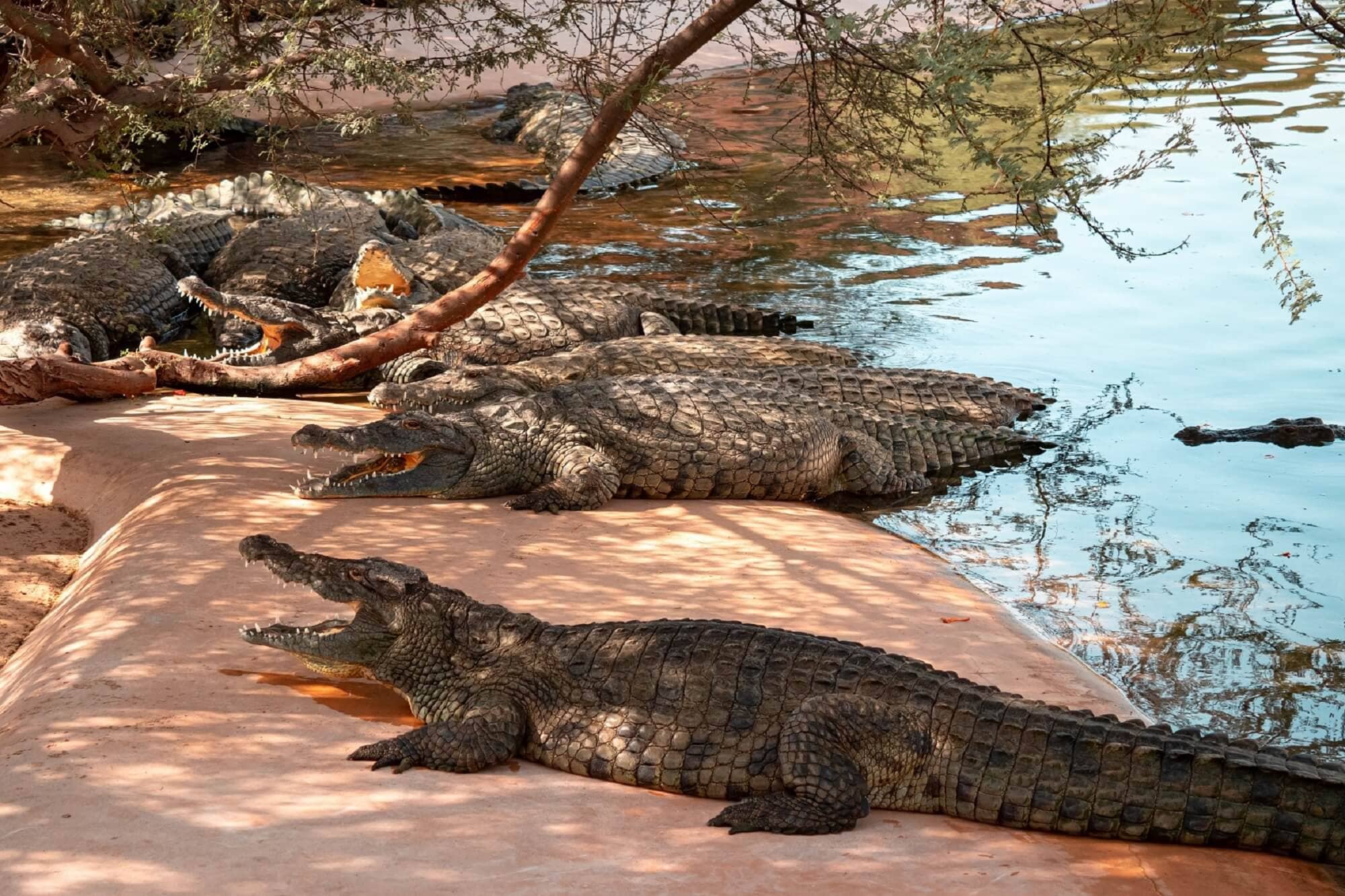 dubai_crocodile
