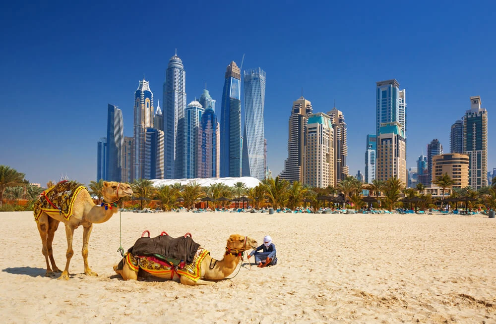 Kameler-på-Jumeirah-stranden-och-skysskrapor-i-bakgrunden-i-Dubai