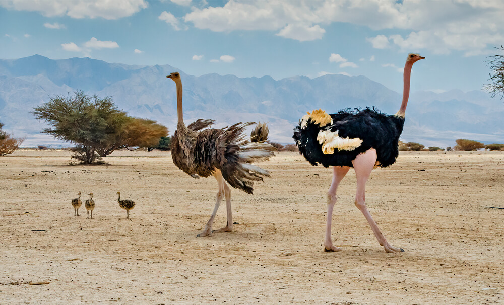 Dubai Safari Park: Guia completo para turistas e habitantes locais