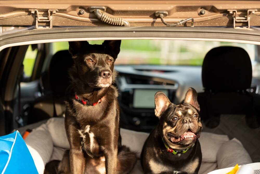 Viajar com animais de estimação num carro alugado no Dubai