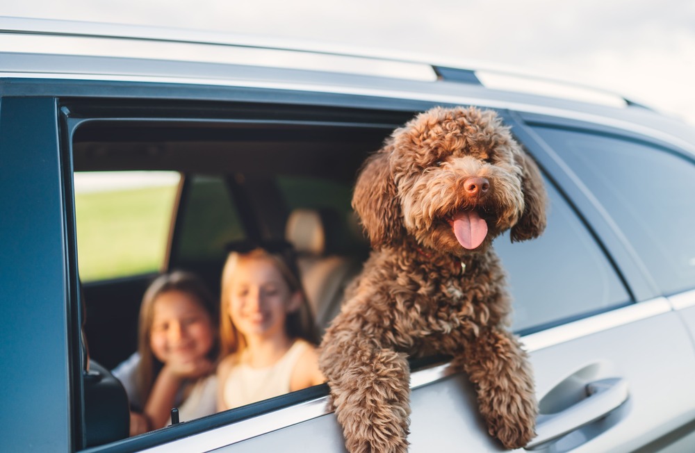 Posso levar animais de estimação num carro alugado?