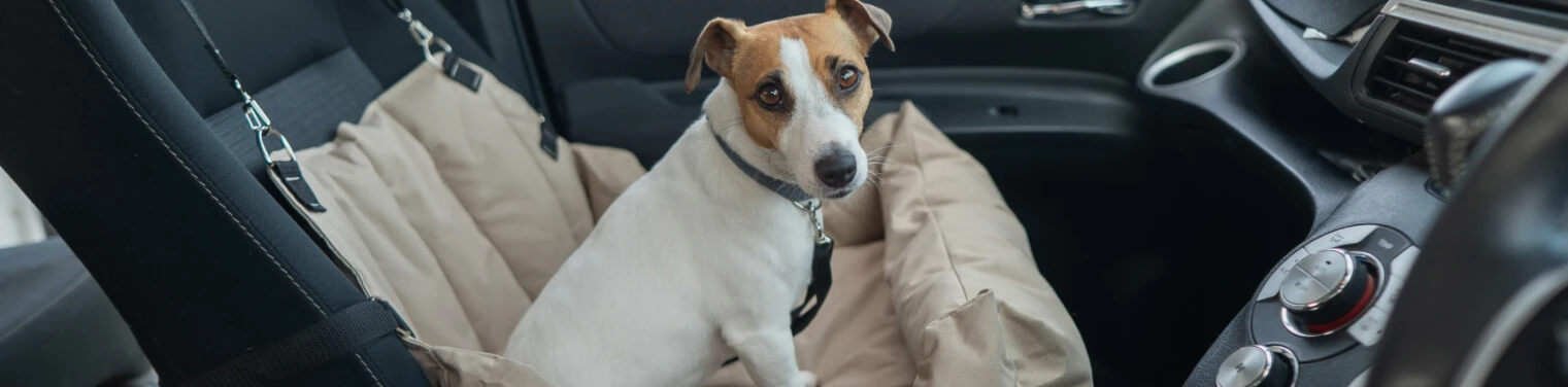 Voyager avec des animaux de compagnie dans une voiture de location à Dubai