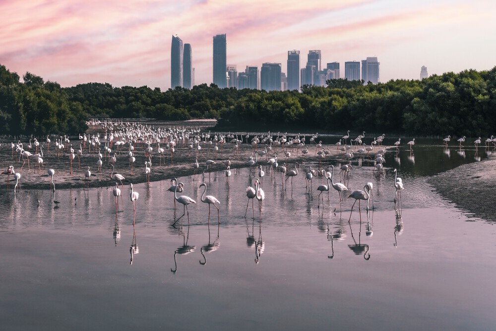Visite de la réserve naturelle de Ras Al Khor à Dubaï